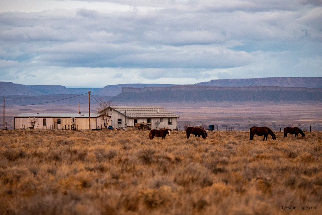 New Mexico landscape: horses and mountains along the route to shiprock formation.