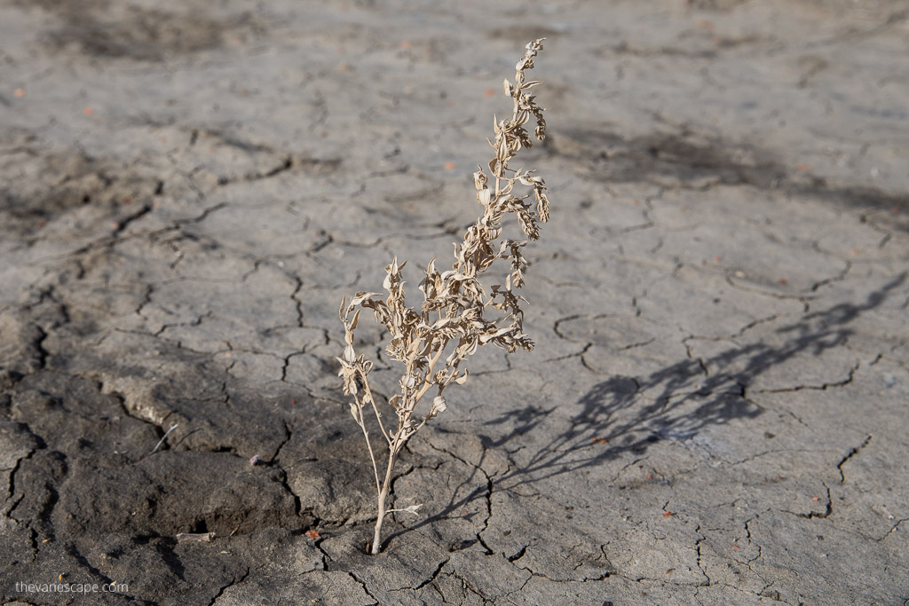  Bisti/De-Na-Zin Wilderness