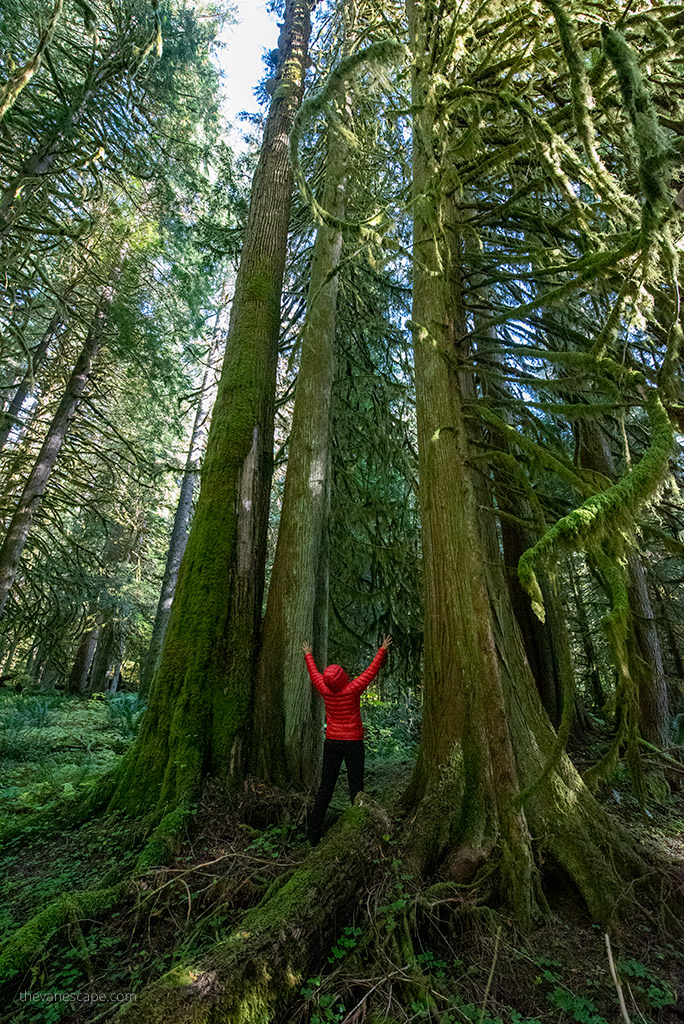 Agnes Stabinska, the author, in red jacket next to tall and old tree at Grove of the Patriarchs hiking trail.