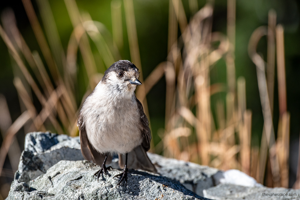 wildlife: small bird on the rock.