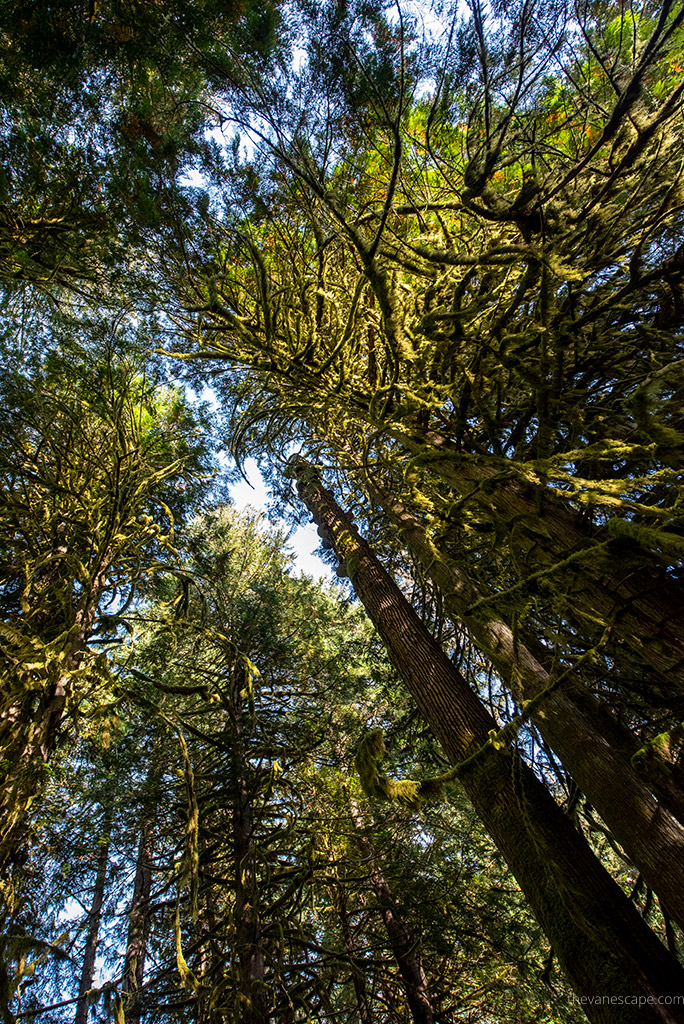 old trees on Grove of the Patriarchs hike