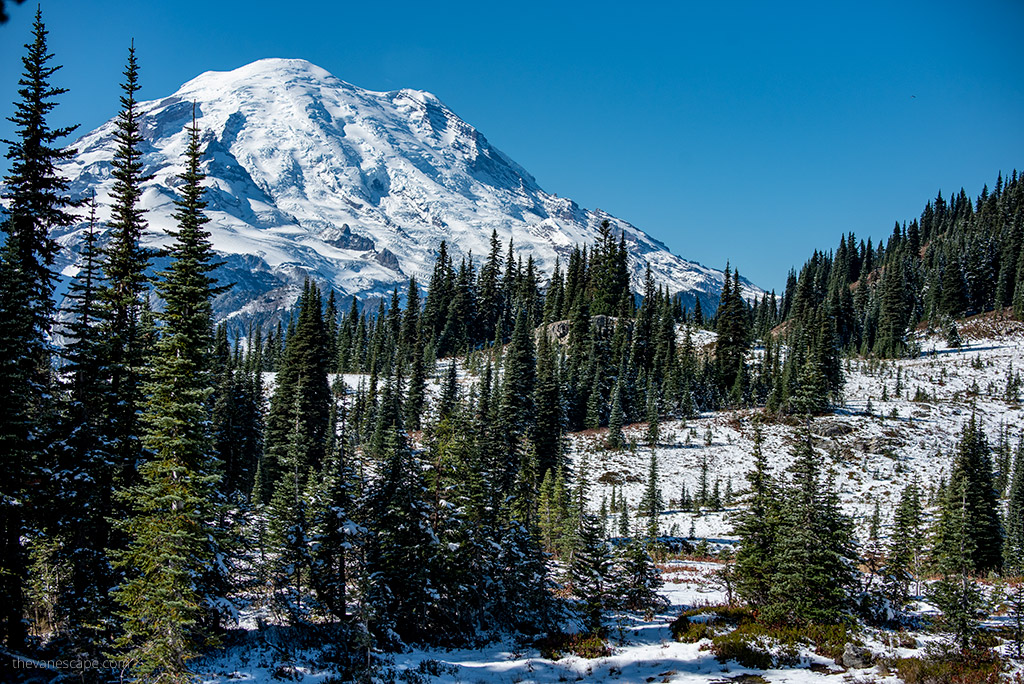  Mt Rainier covered by snow and souronded by trees.