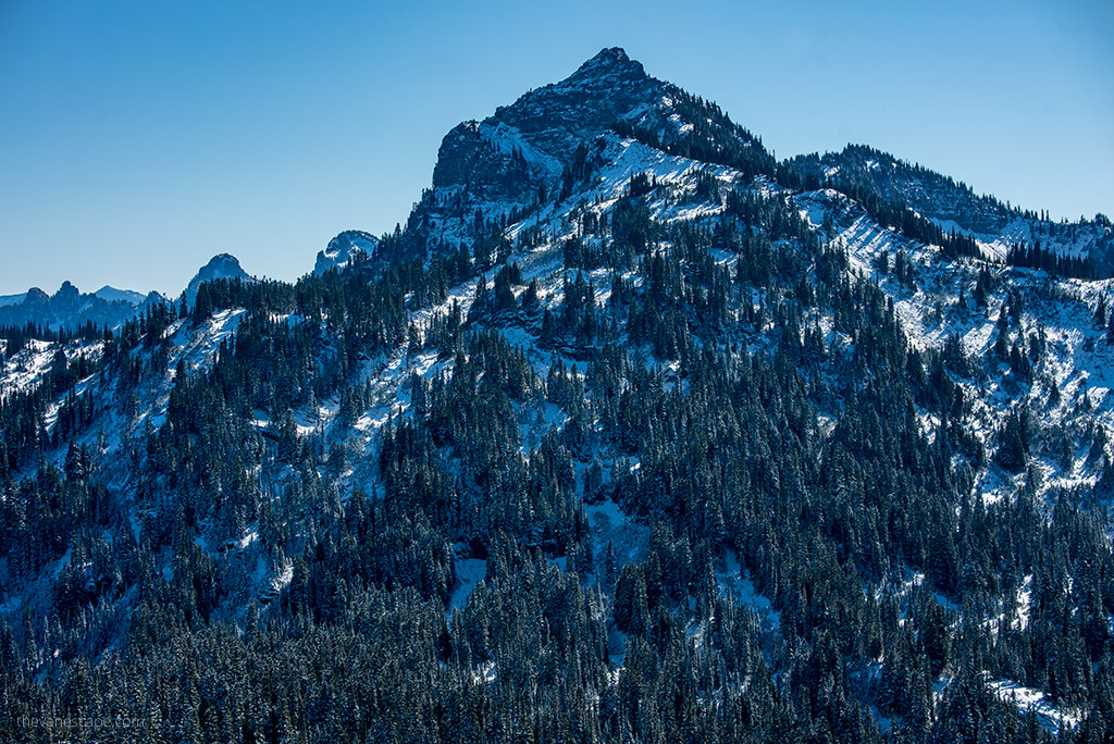 mountains and trees in Mount Rainier. 