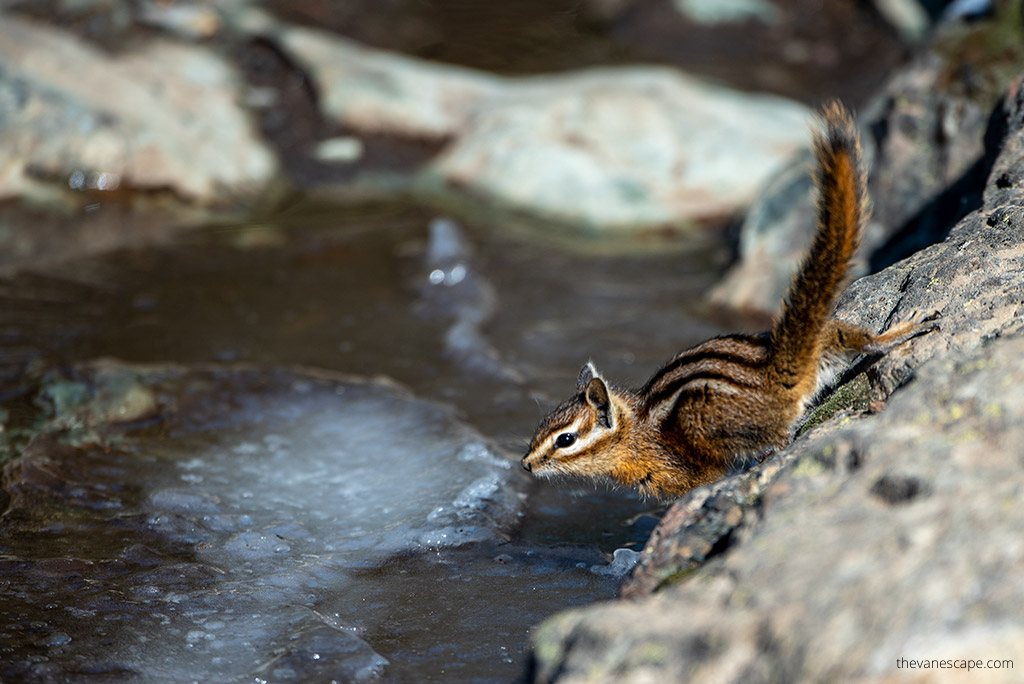 wildlife: squirrel on the rock.