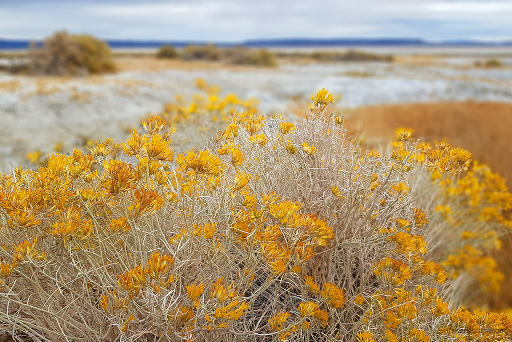 yellow flowers on desert