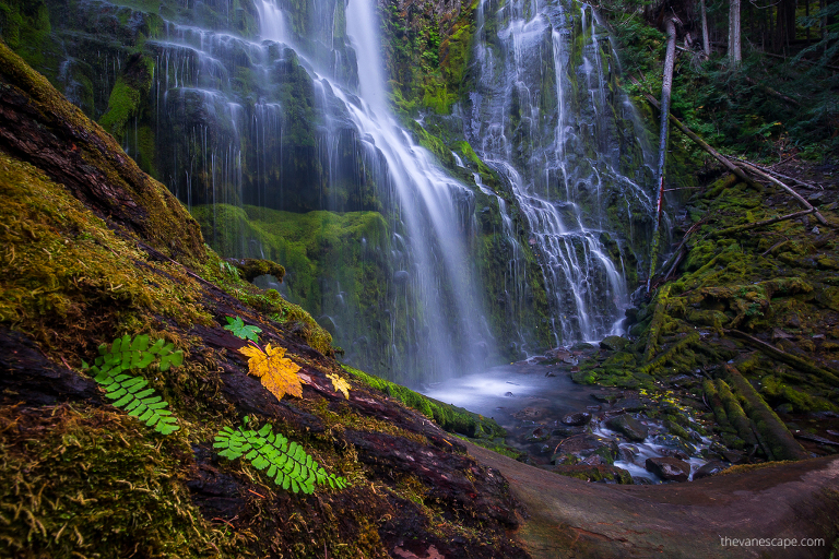 Oregon Proxy Falls Hike & Photo Tips - The Van Escape