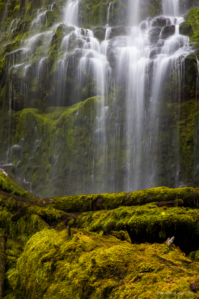 Proxy Falls-water cascades down green mossy rocks, in front of the waterfall lie tree trunks covered with soft green moss.