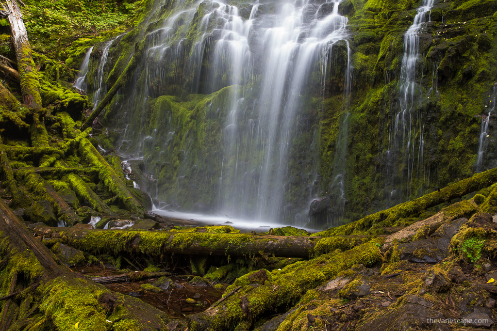 Proxy Falls-water cascades down green mossy rocks.