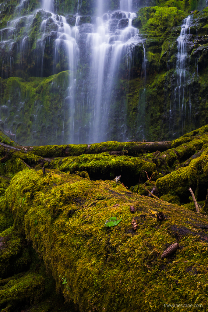 In front of the waterfall lie tree trunks covered with soft green moss.