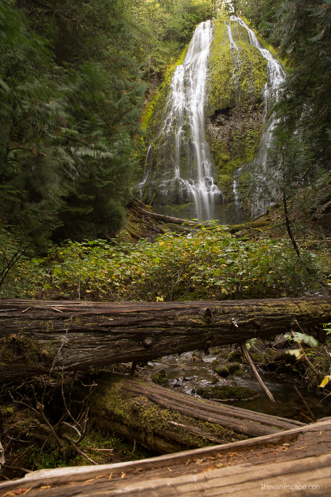 Fallen tree trunks on the trail to Lower Proxy Falls, the waterfall is in the background, it is slippery. 