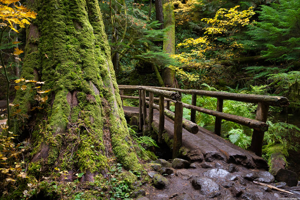 Wooden mossy and very slippery bridge in the dense forest between mossy green trees during hike to Tamolitch Blue Pool.