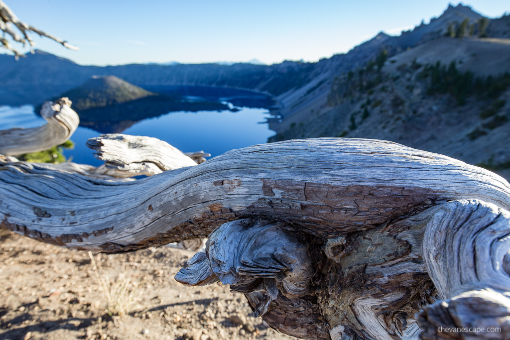 stunning view of the Crater Lake with island on it and large wood trunk at the front.