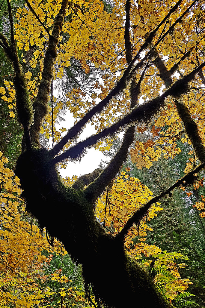 yellow fall leaves on trees. 