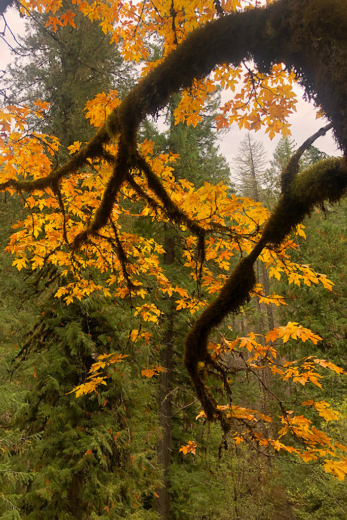 yellow fall leaves on McKenzie River National Recreation Trail.