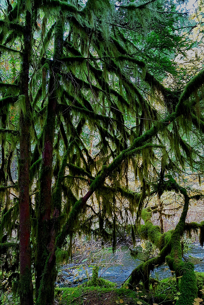 Mossy trees in the forest in Oregon on the route to Tamolitch Blue Pool.