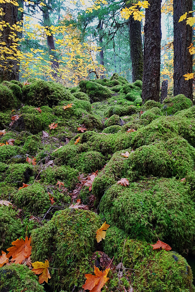 Boulders on the trail to Tamolitch Blue Pool covered with thick moss.