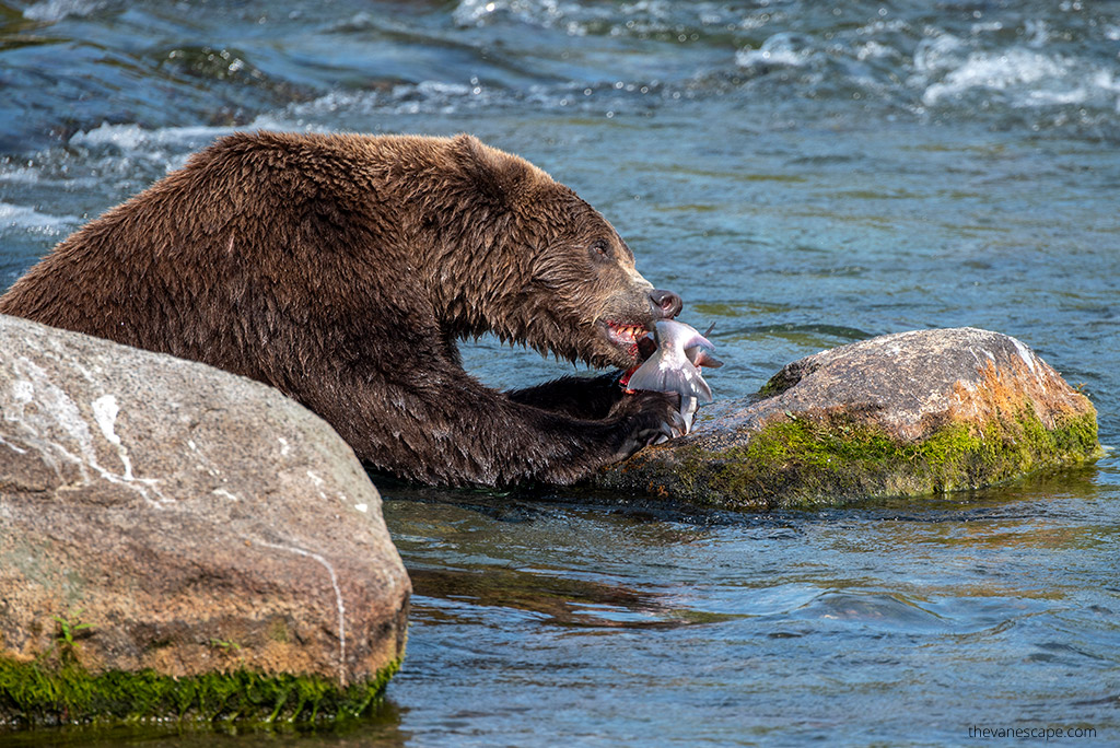 Last-minute gift: Bear viewing raffle tickets for McNeil River