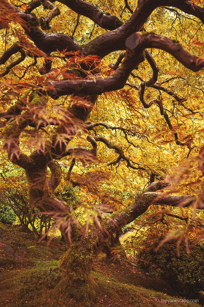 trees in Portland Japanese Garden.