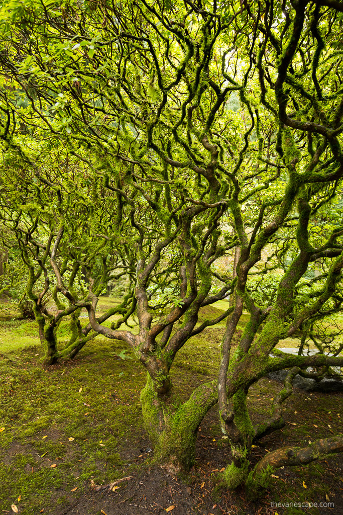 trees in Portland Japanese Garden.