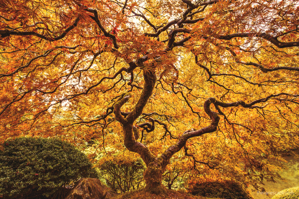 Japanese Garden in Portland with yellow and oranges trees.