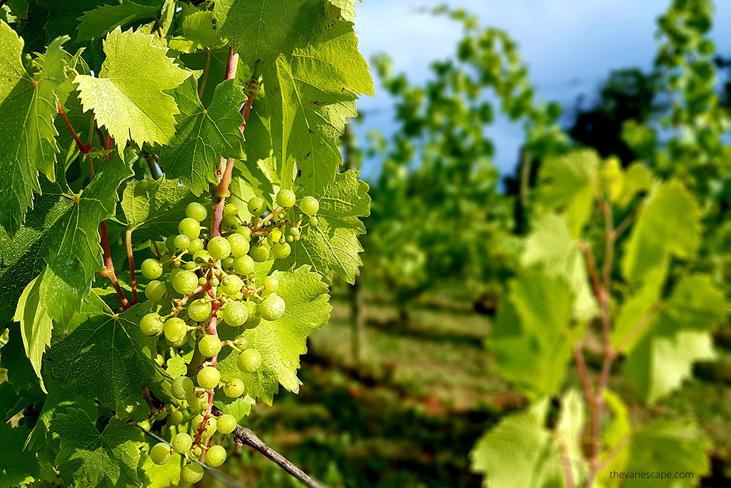 Willamette Valley Wine Tasting - Day Trip From Portland: green grapes on vine bushes in the sun.