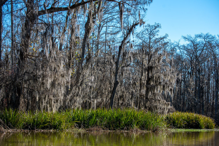 The Best Bayou Swamp Tours in Louisiana - The Van Escape