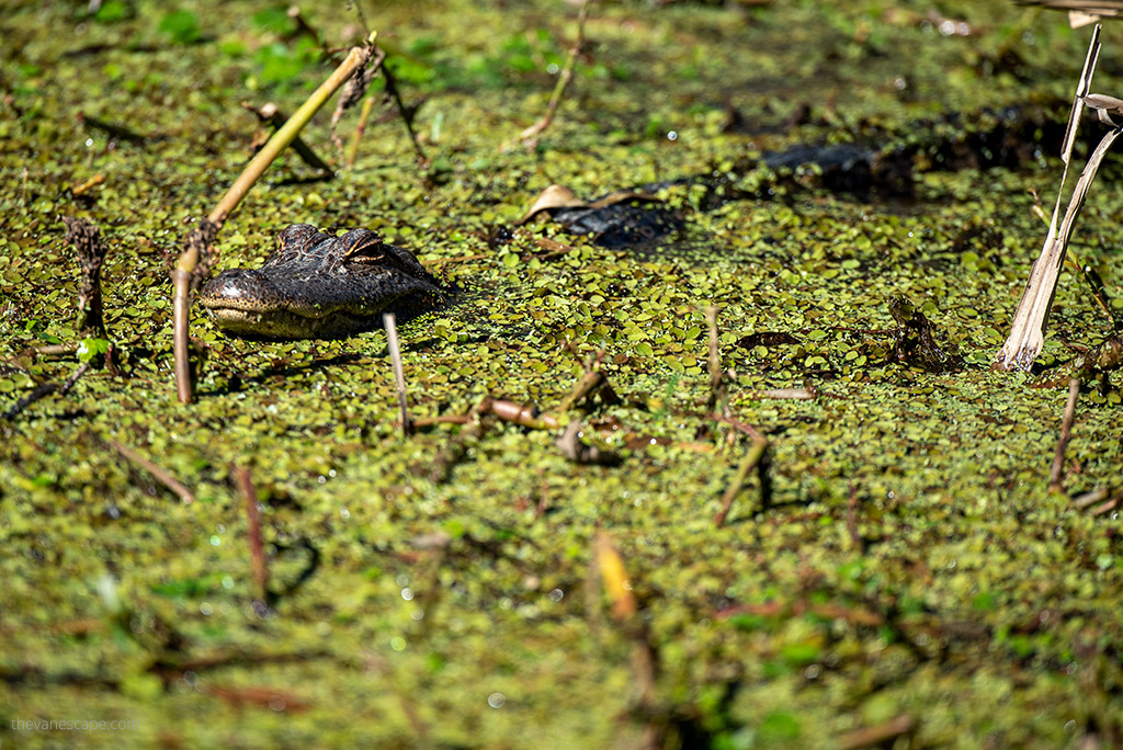 Bayou Swamp Tours in Louisiana: alligator hidden in green seaweed.