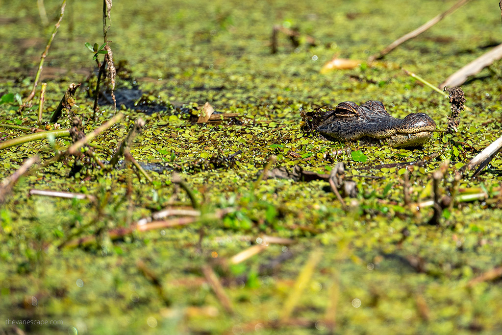 huge aligator in a green swamp during swamp Tour in New Orleans