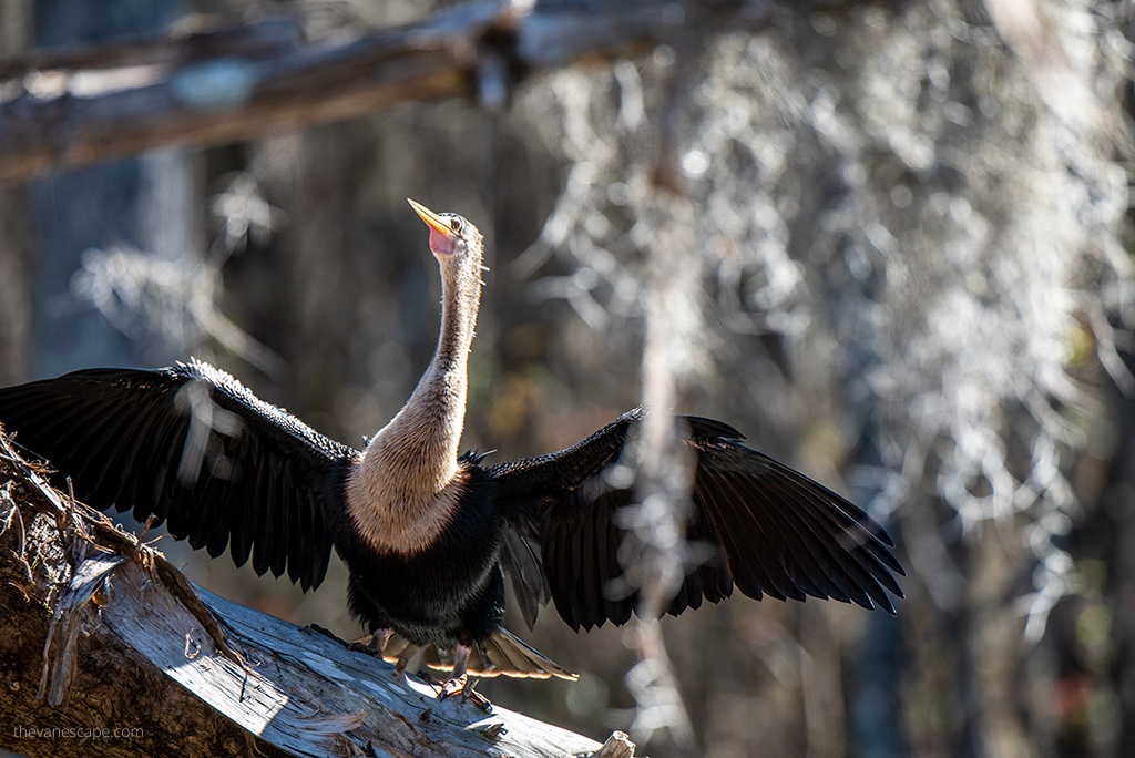 anhingas on the tree during bayou swamp tour.