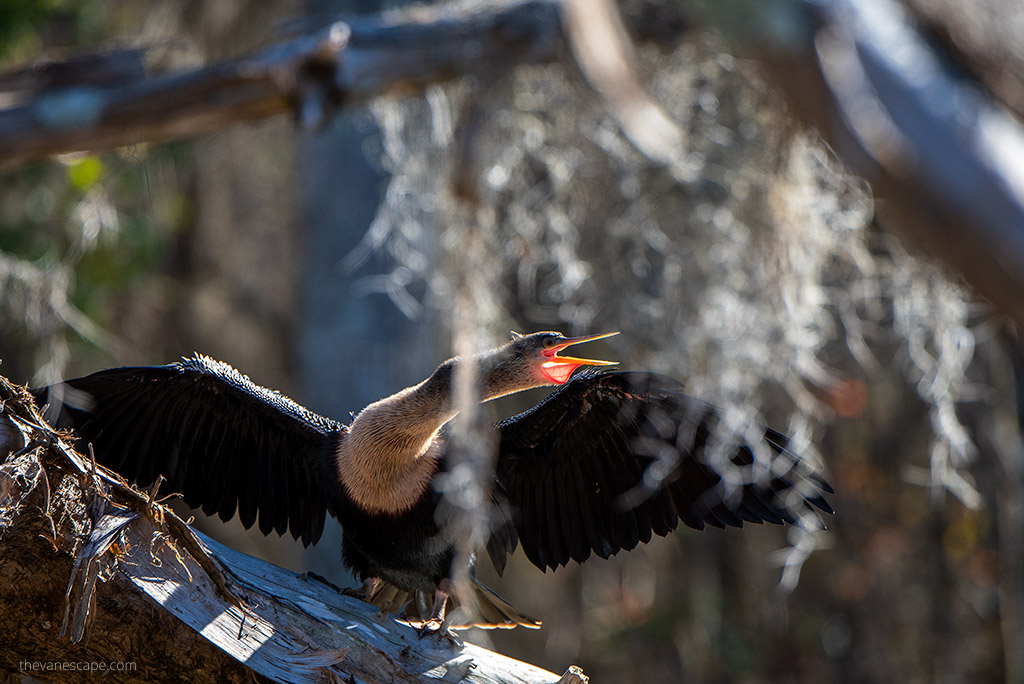 Bayou Swamp Tours in Louisiana