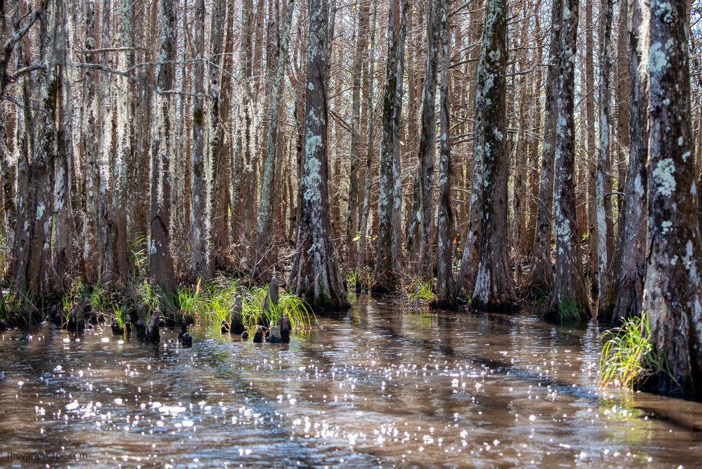 Bayou Swamp Tours in Louisiana