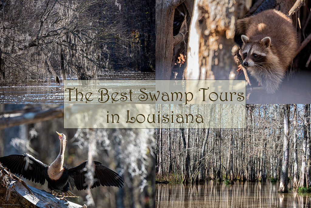 The Best Swamp Tours in Louisiana: photo collage with swamps, racoon and bird.