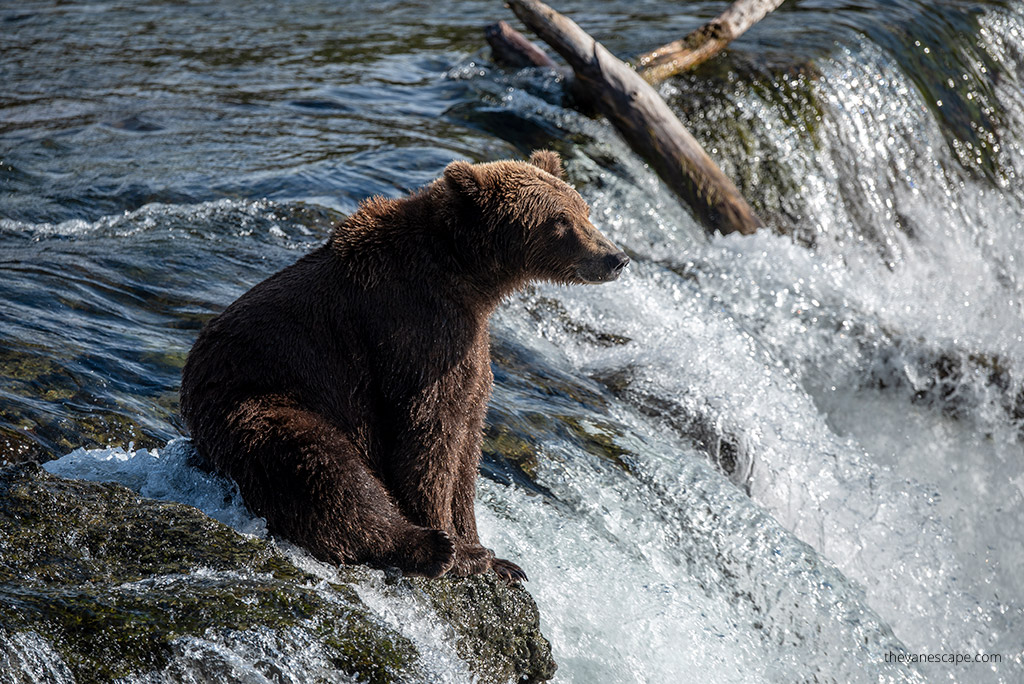 alaska road trip: brown bear is sitting on the edge of the waterfalls.