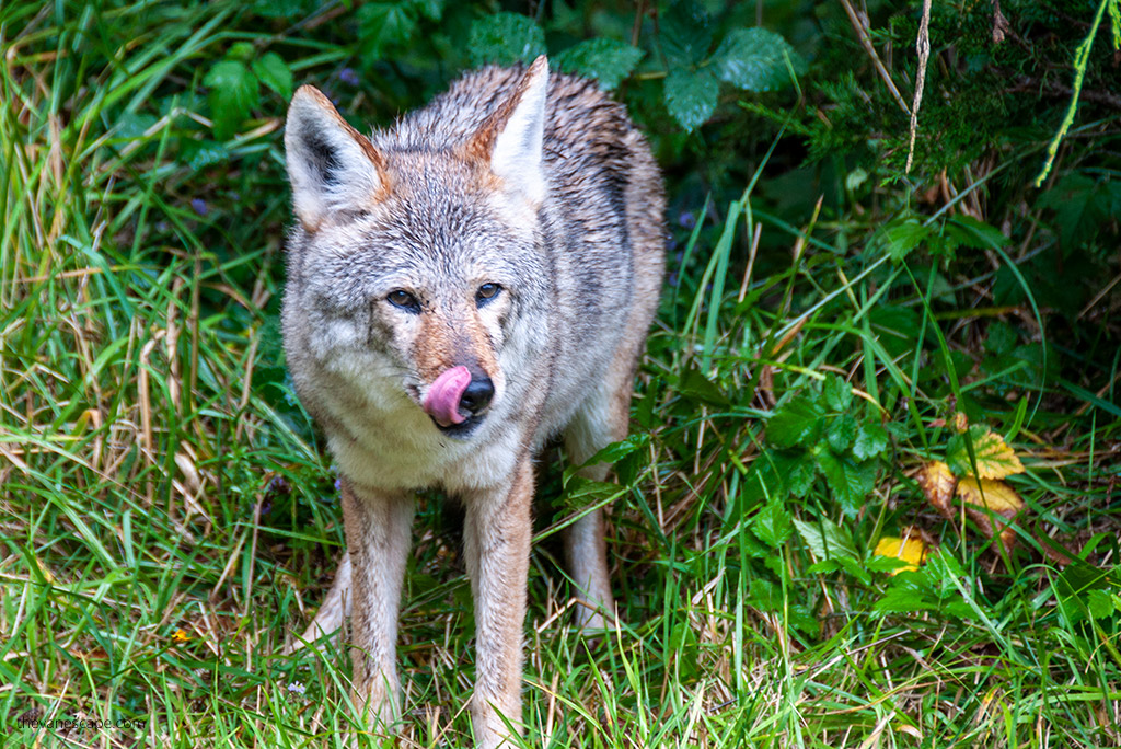 oregon wildlife