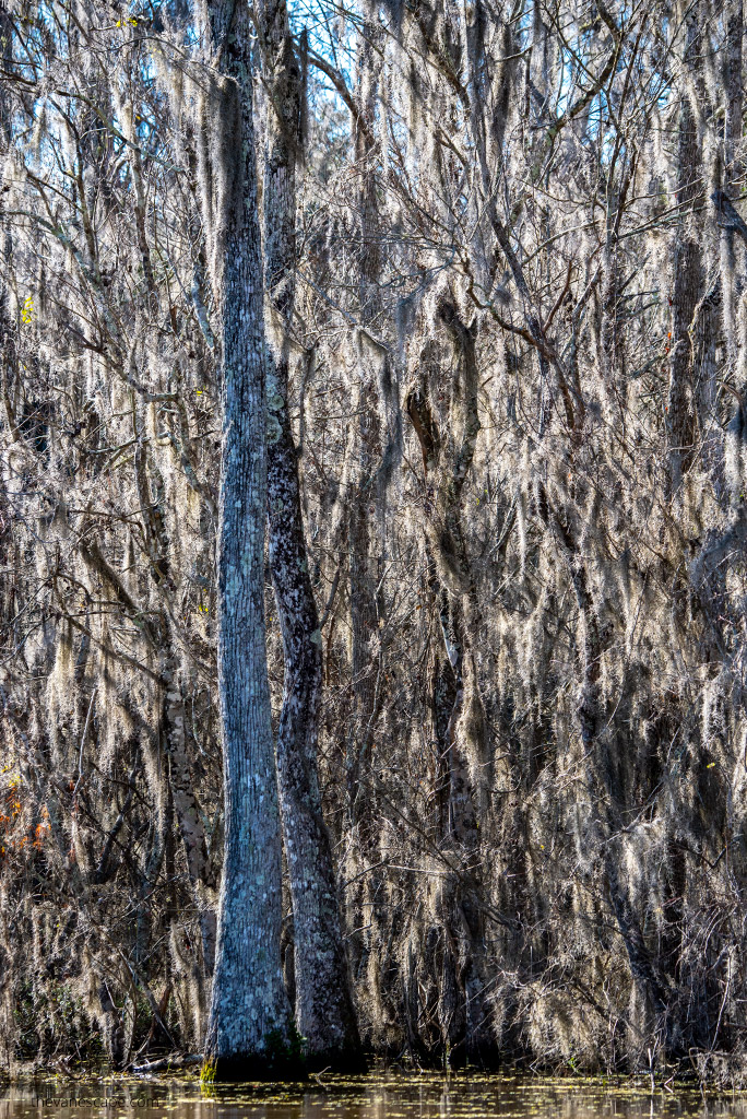 Bayou Swamp Tours in Louisiana