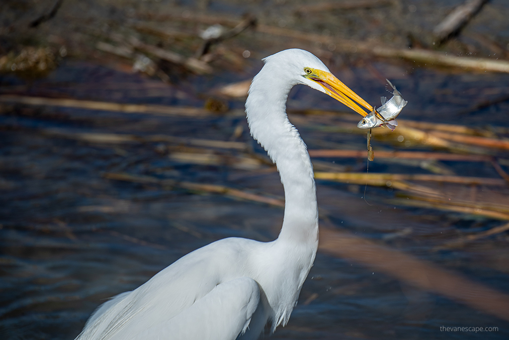 a white heron in a swamp with a fish in its beak during Bayou Swamp Tour in Louisiana