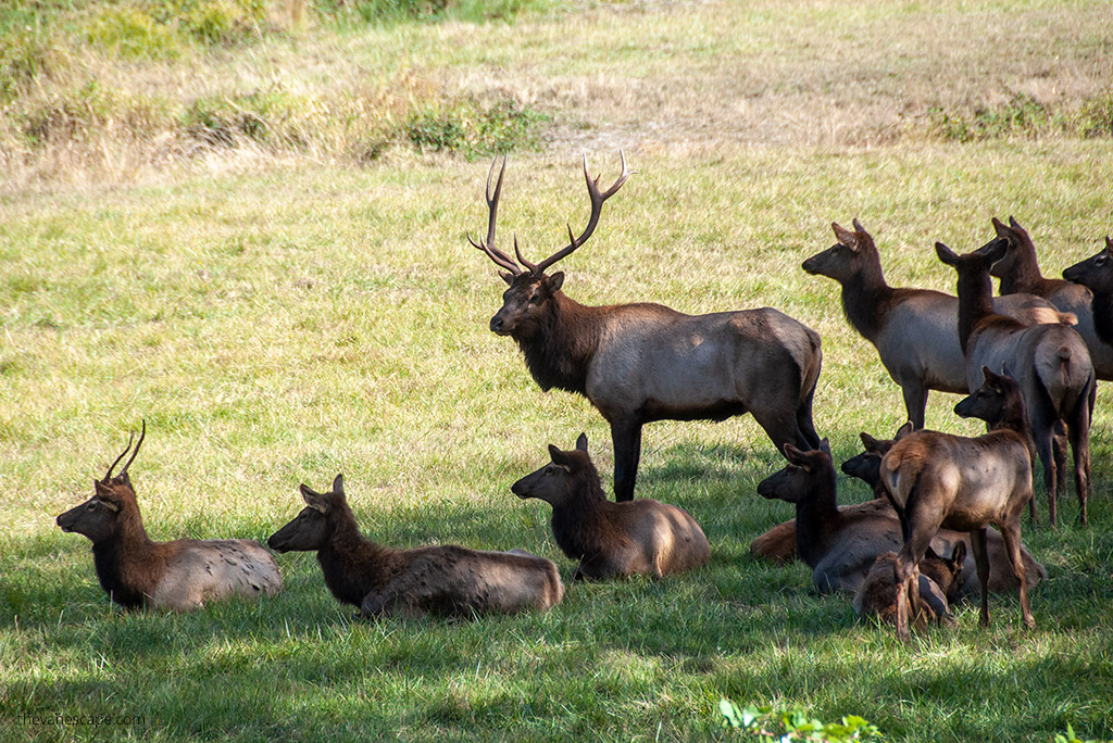 oregon wildlife