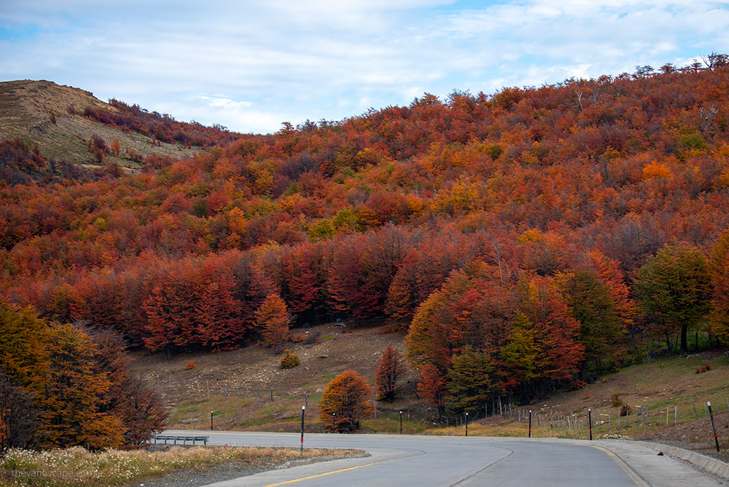 trees along the road.