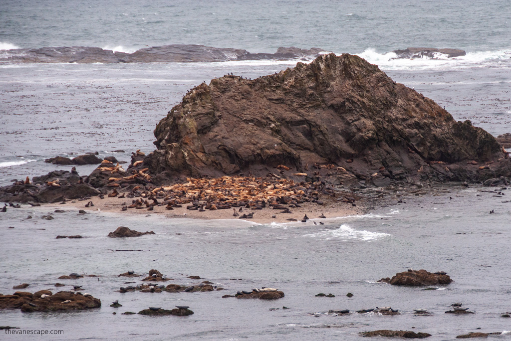 Oregon Coast: sea lions basking on the rocks.