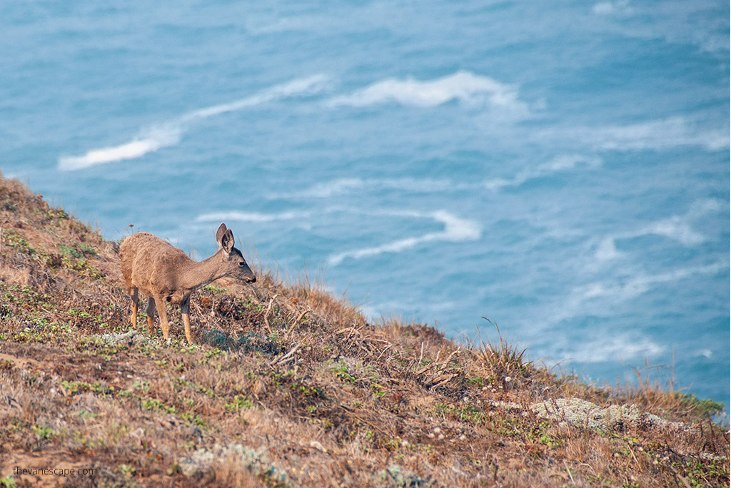 wildlife oregon