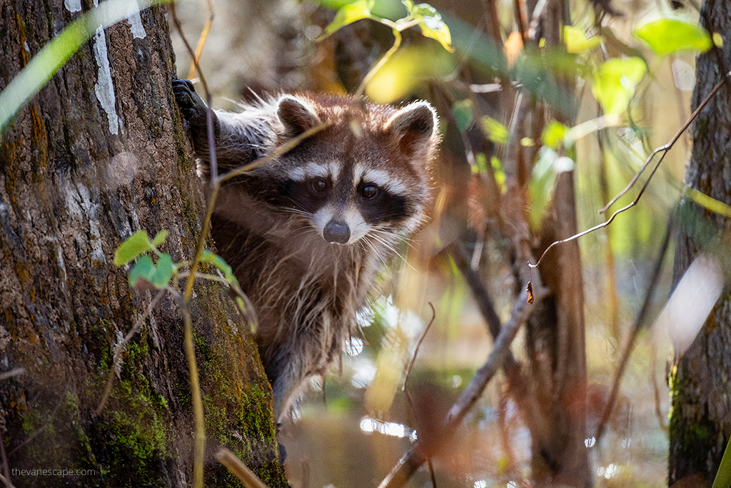 raccoon between trees in the water