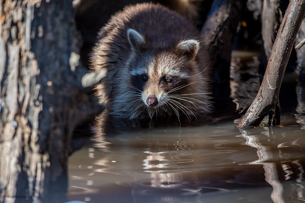 Bayou Swamp Tours in Louisiana