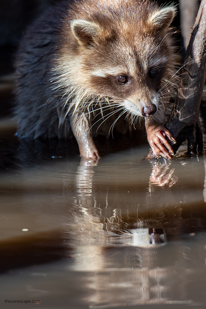 raccoon in water during Bayou Swamp Tours in Louisiana