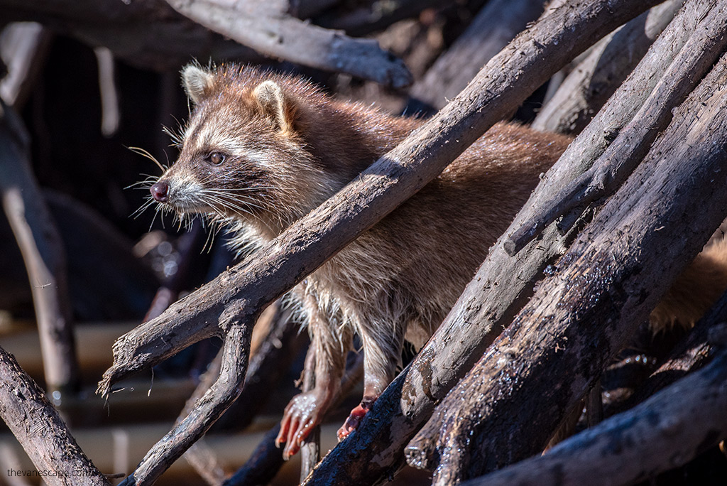 racccoon in swamp