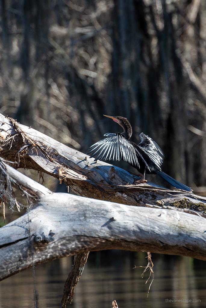 Bayou Swamp Tours in Louisiana