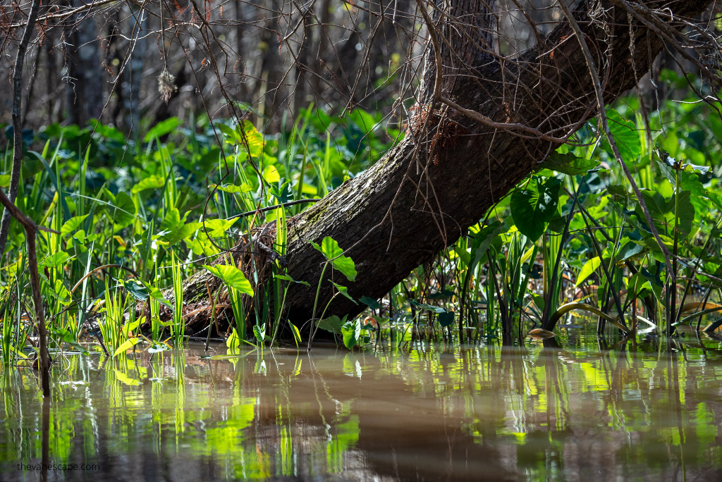 bayou swamp tours in New Orleans: greenery and trees in the water.