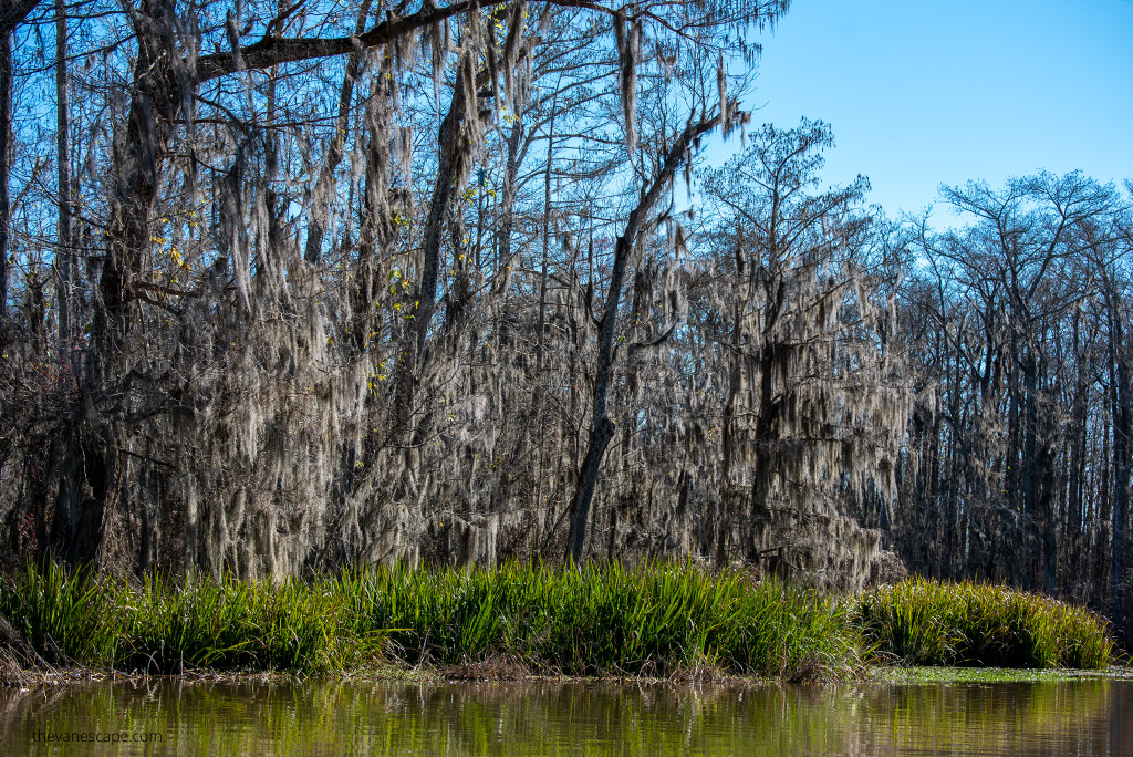 bayou swamp tours: trees on the water