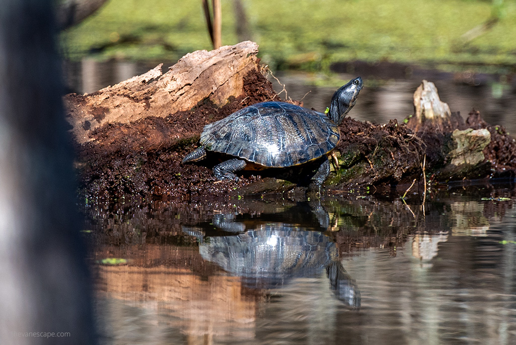 turtles on the marshland