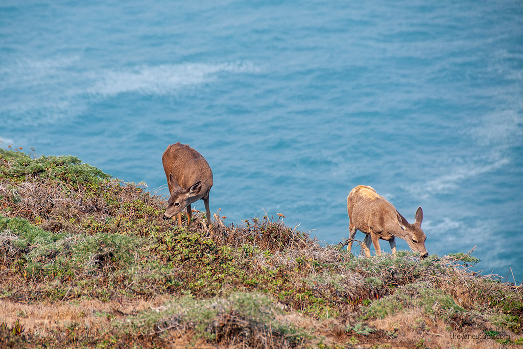 wildlife oregon