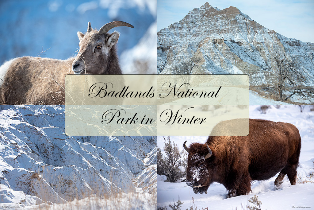 Badlands National Park in Winter: bison in snow, mountain goat in snow and badlands covered by snow.